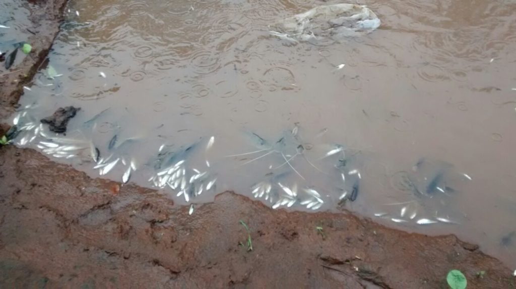 Chuva ácida - Morte de animais por causa da água contaminada com ácidos
