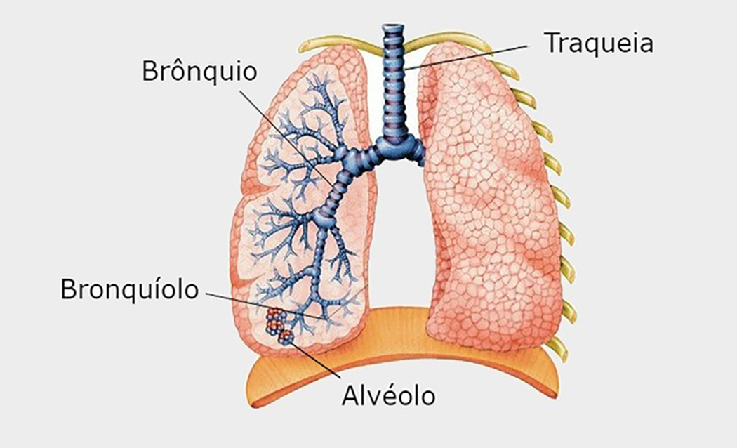 Sistema respiratório Bronquios Ler e Aprender
