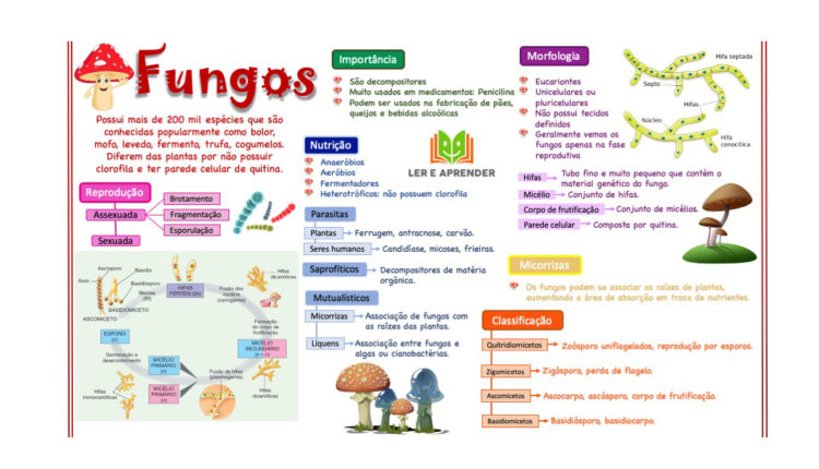 Mapa Mental - Fungos - Baixe Grátis O Mapa Mental Em PDF