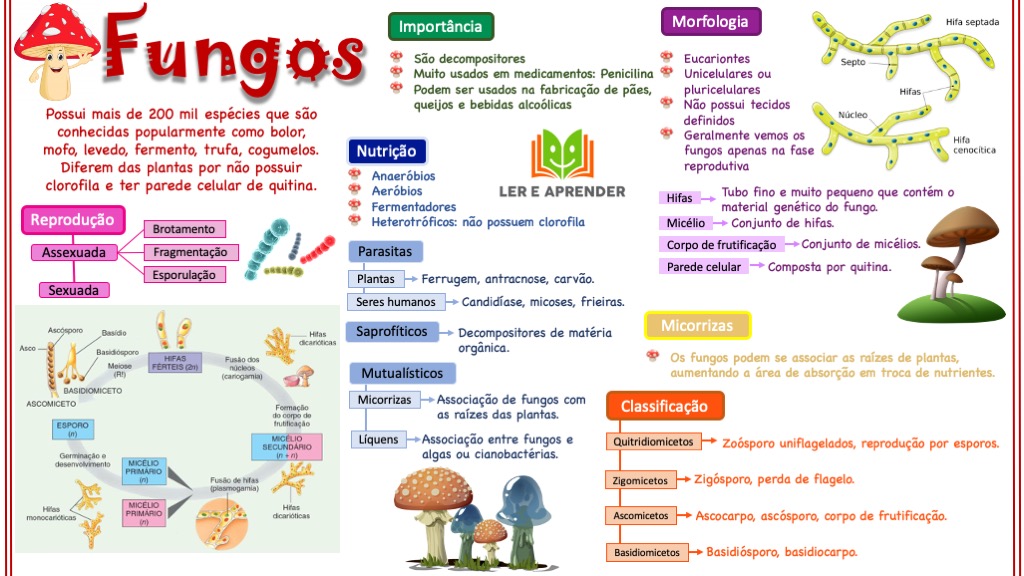 Mapa mental - Fungos - Ler e Aprender