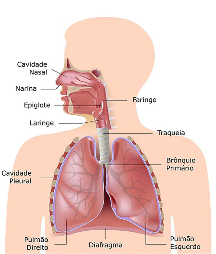 Sistema respiratório - Anatomia dos órgãos