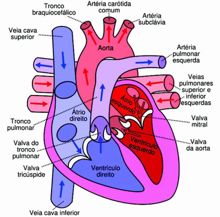 Sistema circulatório - Anatomia do coração