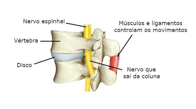 Sistema articular - Articulações da coluna
