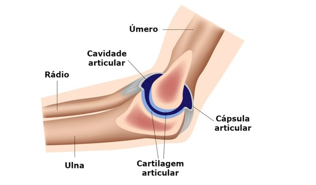 Sistema articular - Articulações do cotovelo