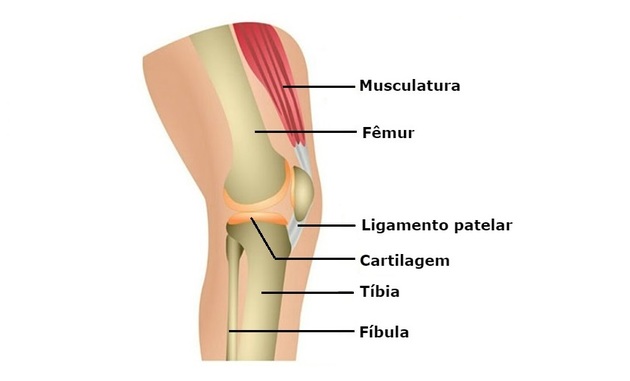 Sistema articular - Articulações do joelho