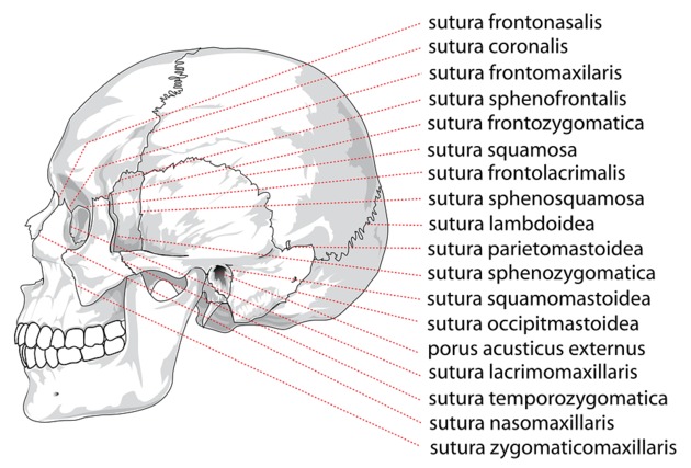 Sistema articular - Articulações do crânio