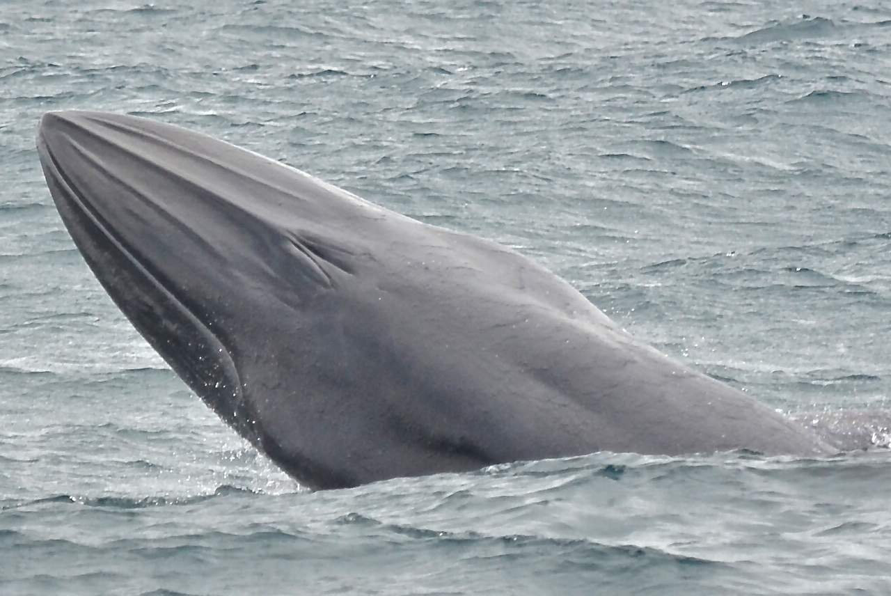Baleia-de-bryde