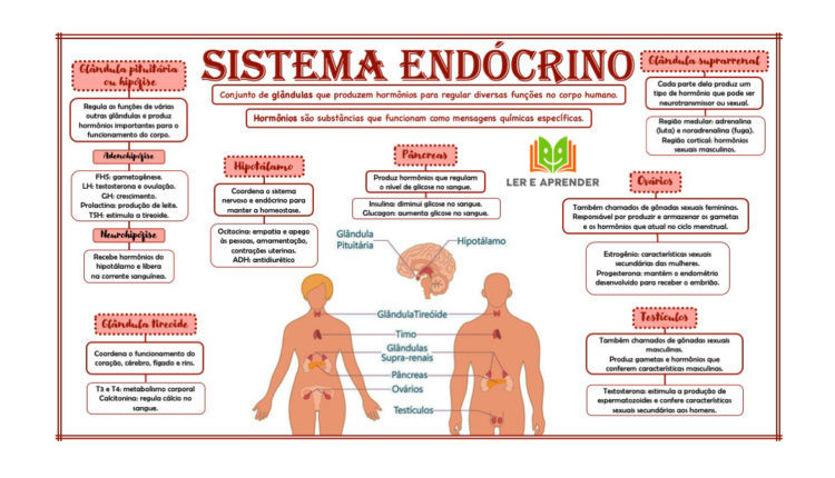 Mapa mental - Sistema endócrino