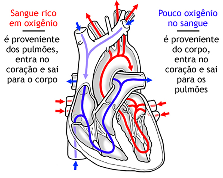 Sistema circulatório – Caminho percorrido no coração