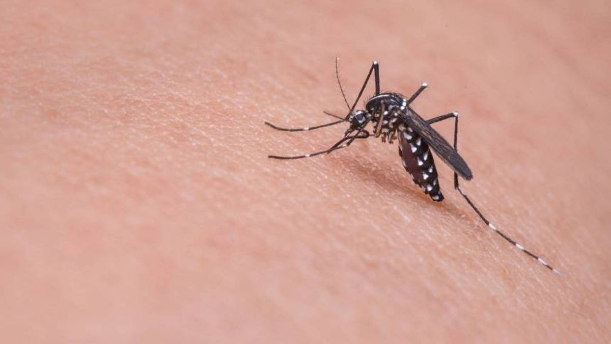 Parasitas: Mosquito Aedes aegypti, vetor transmissor do vírus da dengue.