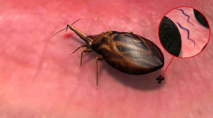 Doença de Chagas - Picada e fezes do barbeiro