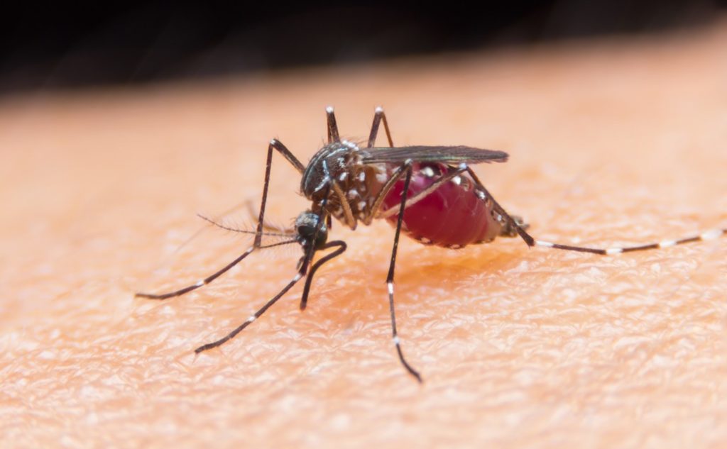 Malária - Mosquito Anopheles