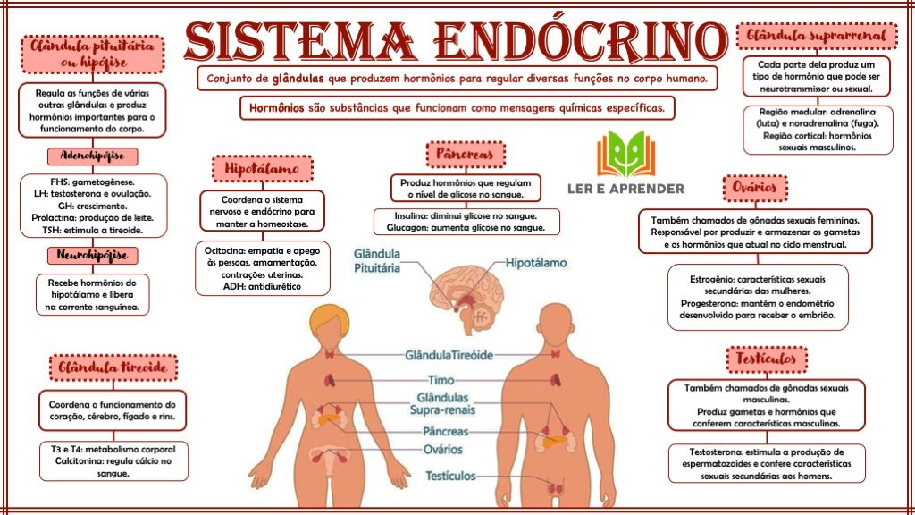 Mapa mental - Sistema endócrino