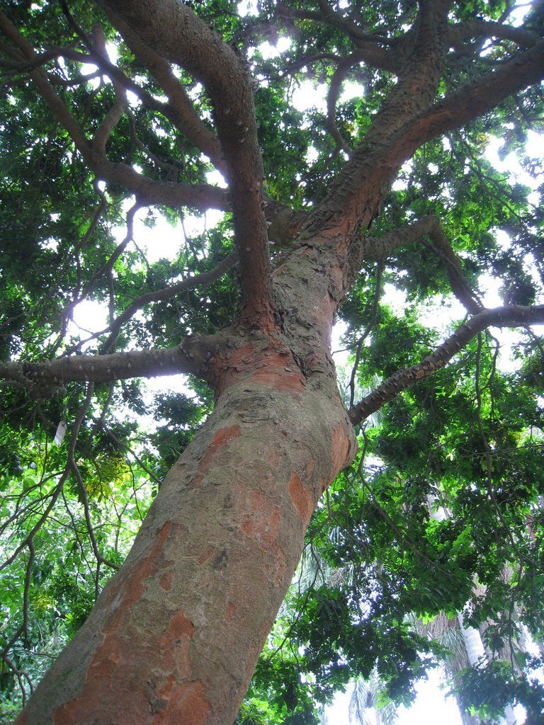 Flora - Árvore de Pau-brasil que deu origem ao nome do nosso país.