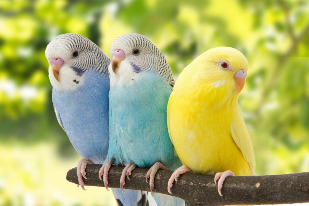 Animais endotérmicos - Aves