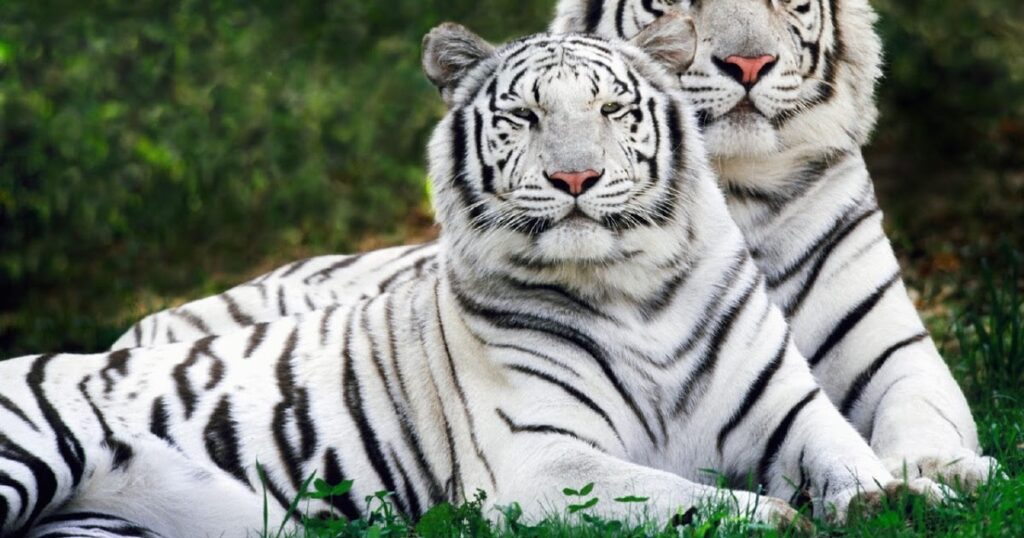 Animais endotérmicos - Tigre-branco