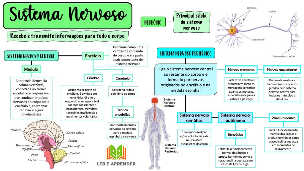 Mapa mental - Sistema nervoso