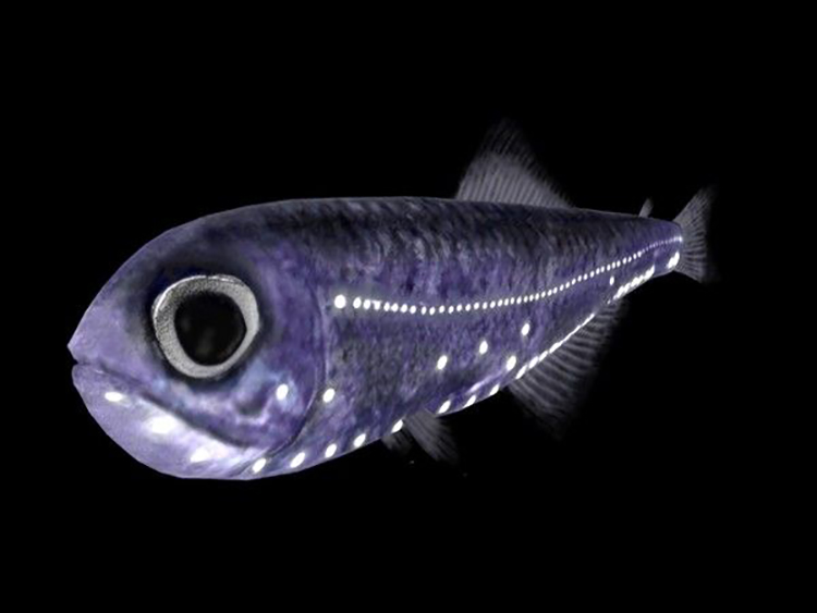 facts about lantern fish