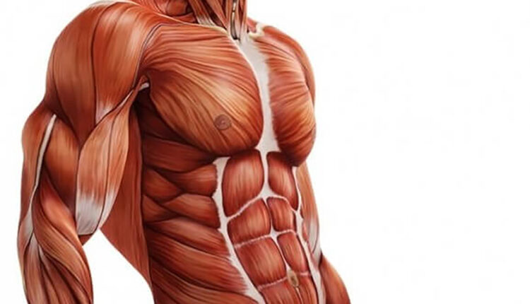 Tecido muscular
