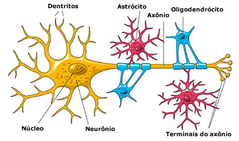 Tecido nervoso - Células da glia