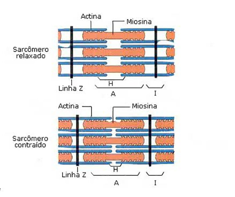 Tecido Muscular O Que é Funções Contrações Tipos 6828
