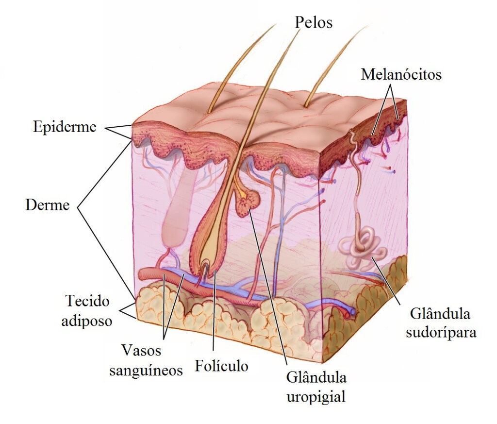 Sistema tegumentar - Estrutura da pele