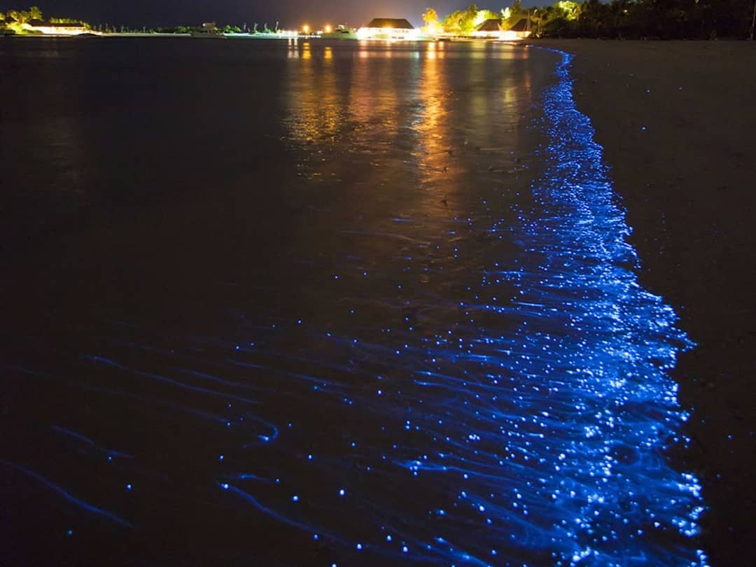 Plâncton - Bioluminescência