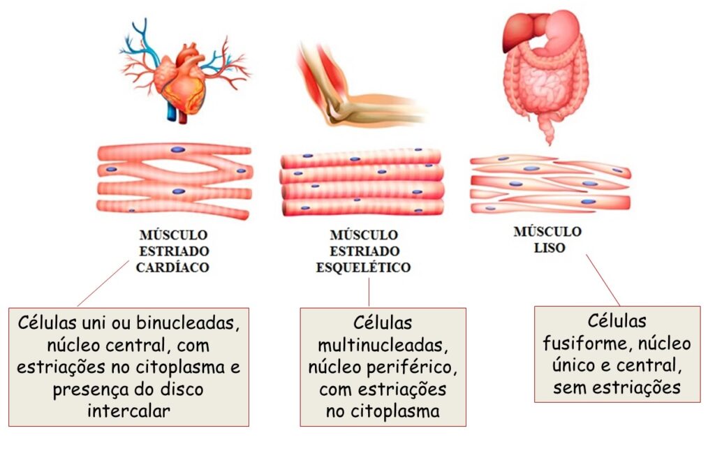 Tipos de tecido muscular