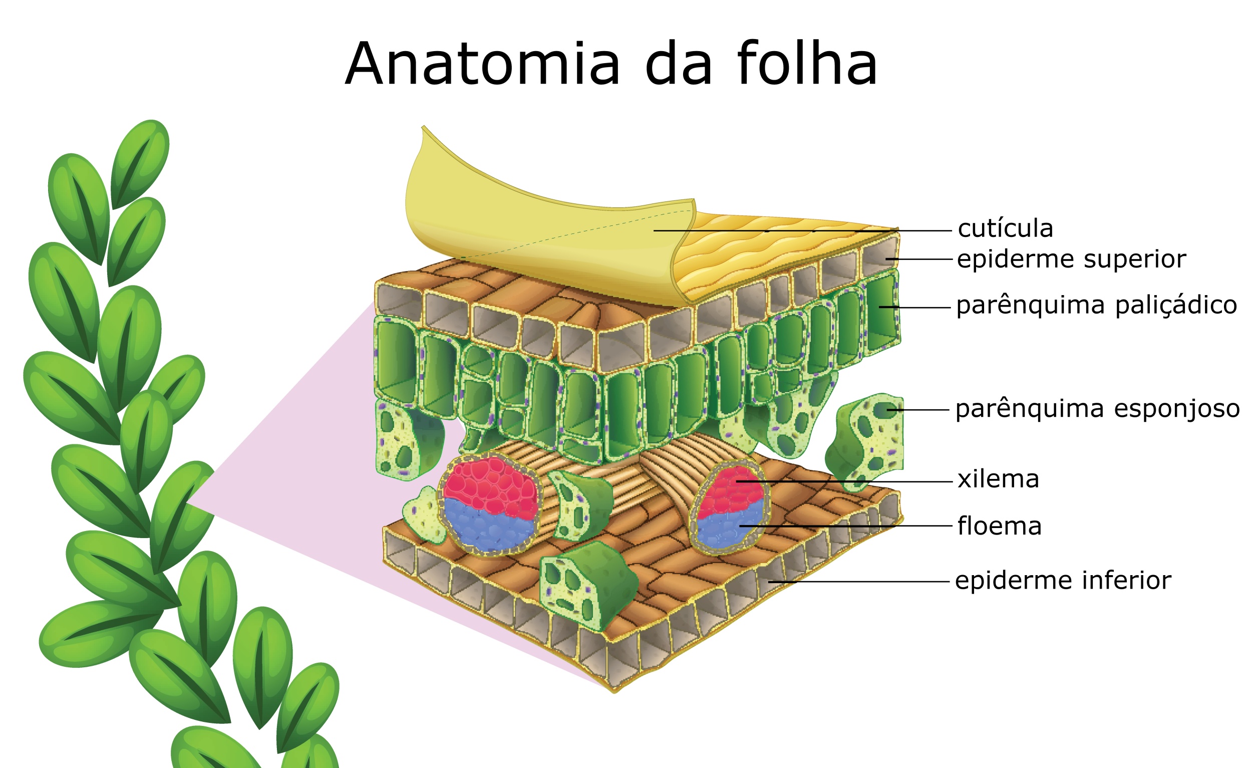 Anatomia da folha
