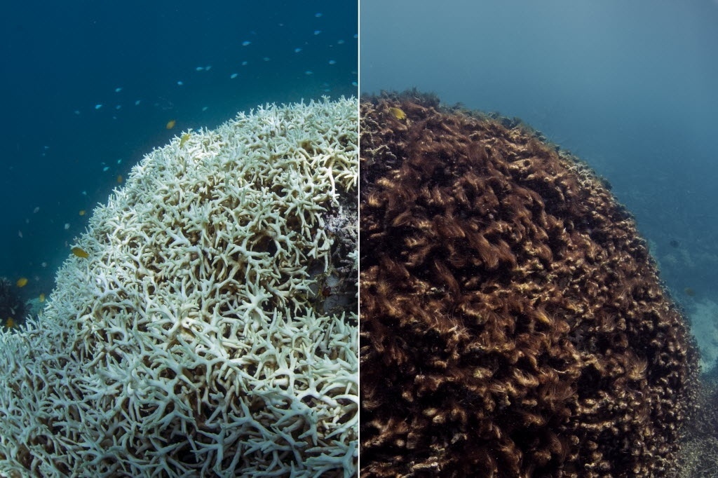 Branqueamento de corais – Coral em Lizard Island, na Austrália, no processo de branqueamento em março de 2016 à direita e morto em maio de 2016.