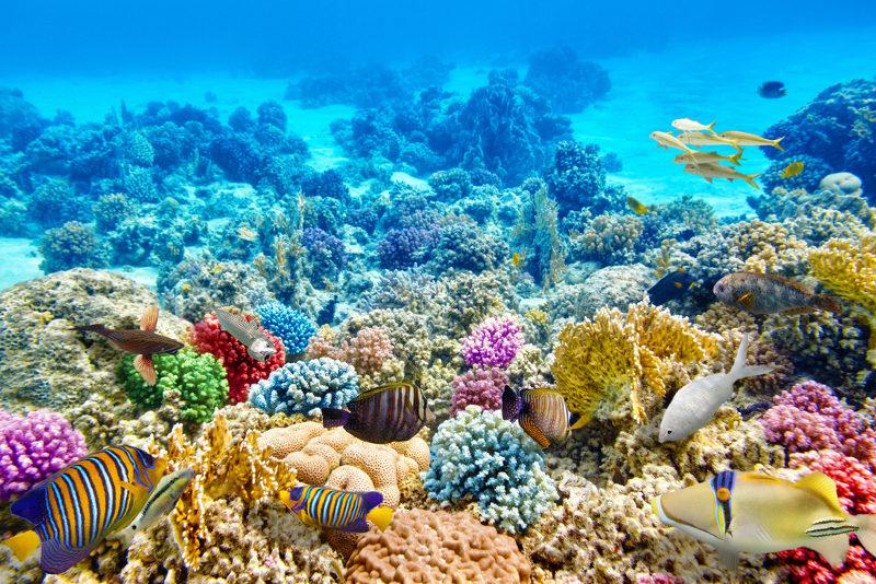 Recifes de corais saudáveis
